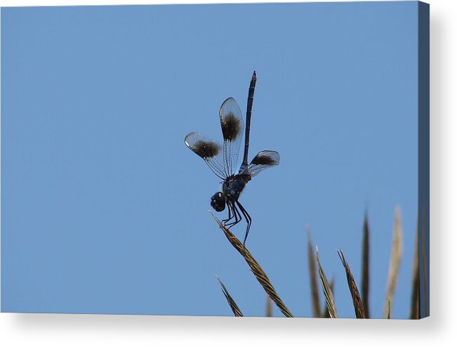 Dragonflies Acrylic Print featuring the photograph Four Spotted Pennant #1 by Bruce W Krucke