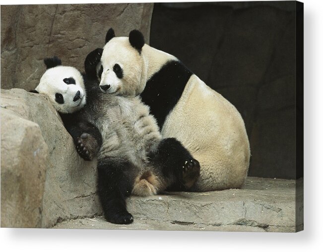 Affection Acrylic Print featuring the photograph Giant Panda Ailuropoda Melanoleuca #1 by San Diego Zoo