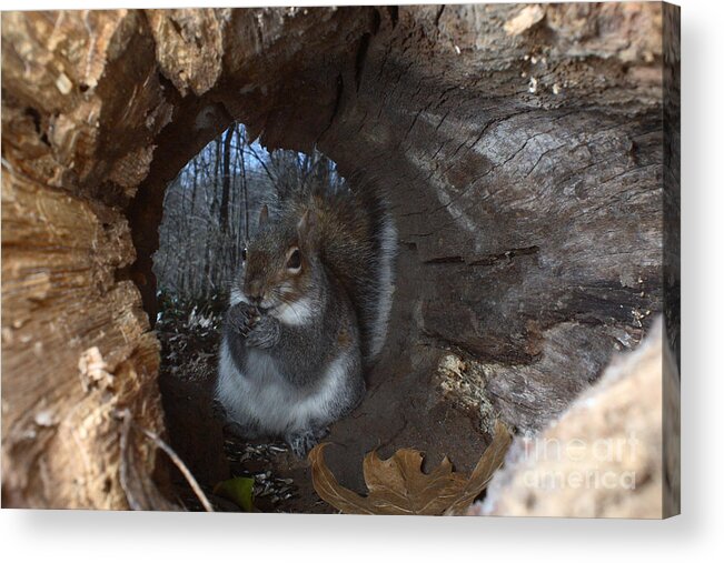 Eastern Gray Squirrel Acrylic Print featuring the photograph Gray Squirrel #1 by Ted Kinsman