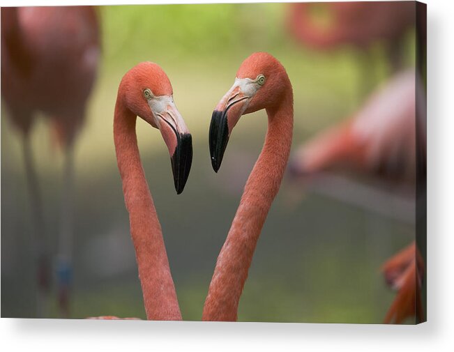 Mp Acrylic Print featuring the photograph Greater Flamingo Phoenicopterus Ruber #1 by Cyril Ruoso