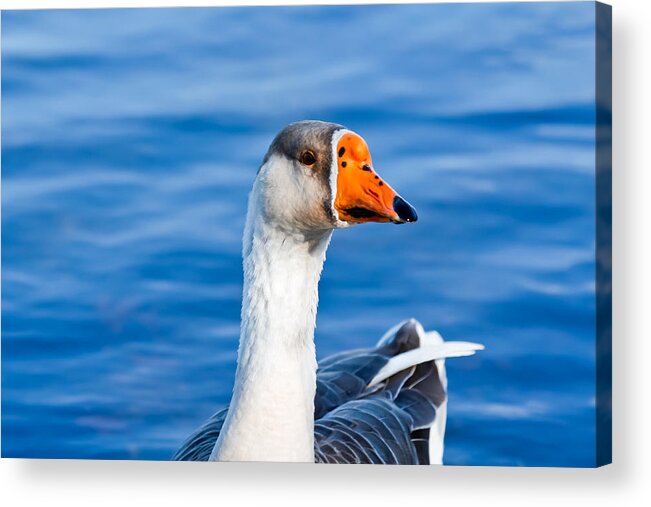 Greater White-fronted Goose Series #2 Acrylic Print featuring the photograph Greater White-fronted Goose 2 #1 by Ann Murphy