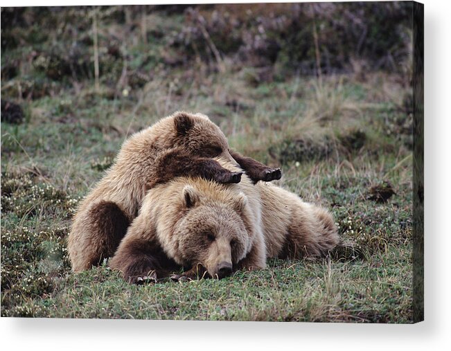 Mp Acrylic Print featuring the photograph Grizzly Bear Ursus Arctos Horribilis #1 by Michael Quinton