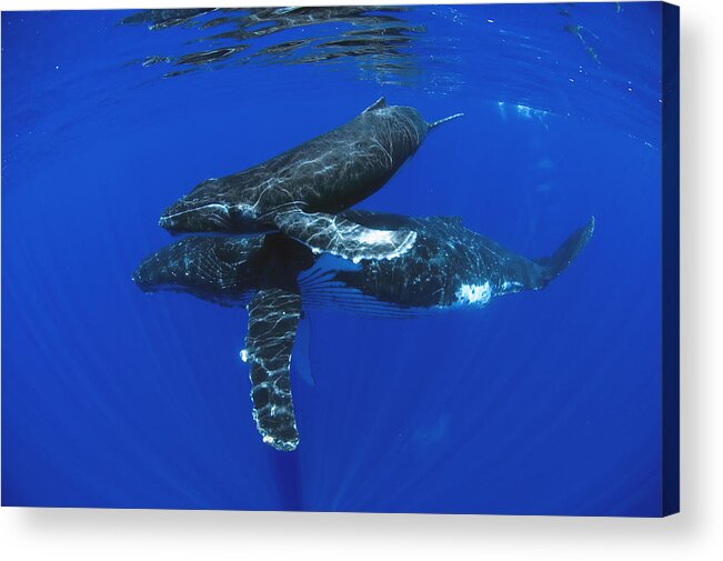 00999167 Acrylic Print featuring the photograph Humpback Whale Mother And Yearling Maui #1 by Flip Nicklin