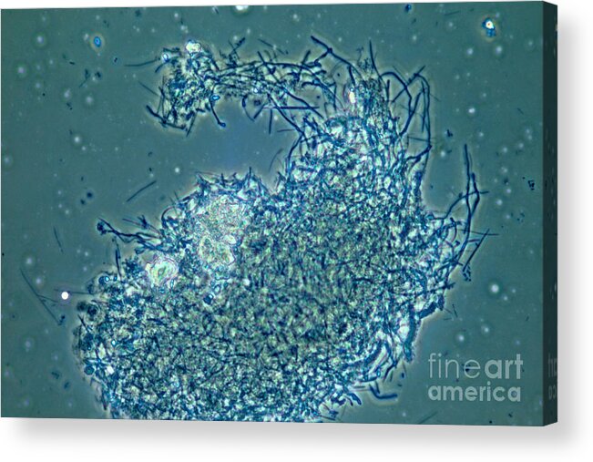 Science Acrylic Print featuring the photograph Lactobacillus Sp. Bacteria, Lm #1 by M. I. Walker