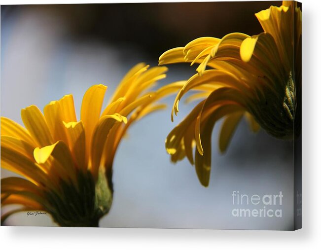 Yellow Acrylic Print featuring the photograph Little breeze #1 by Yumi Johnson