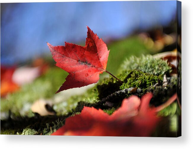 Maple Leaf Acrylic Print featuring the photograph Maple Leaf #1 by Douglas Pike