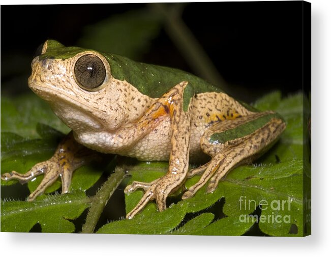 Frog Acrylic Print featuring the photograph Monkey Frog #1 by Dante Fenolio