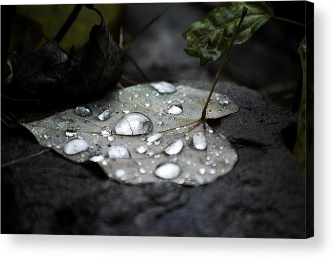 Nature Photography Acrylic Print featuring the photograph My Heart Weeps #1 by Peggy Franz