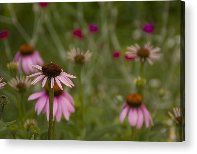 Cone Flower Acrylic Print featuring the photograph My Secret Garden #1 by Margaret Denny