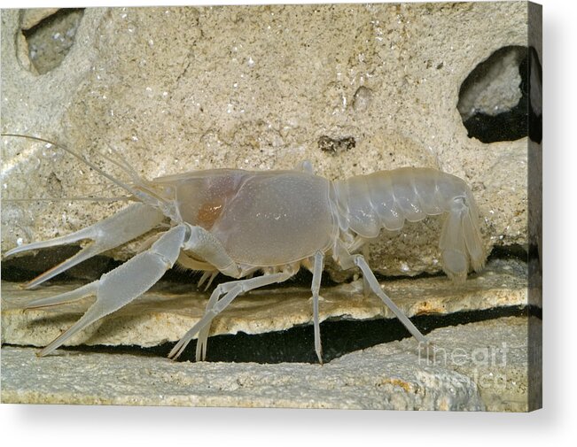 Cave Crayfish Acrylic Print featuring the photograph Orange Lake Cave Crayfish #1 by Dante Fenolio