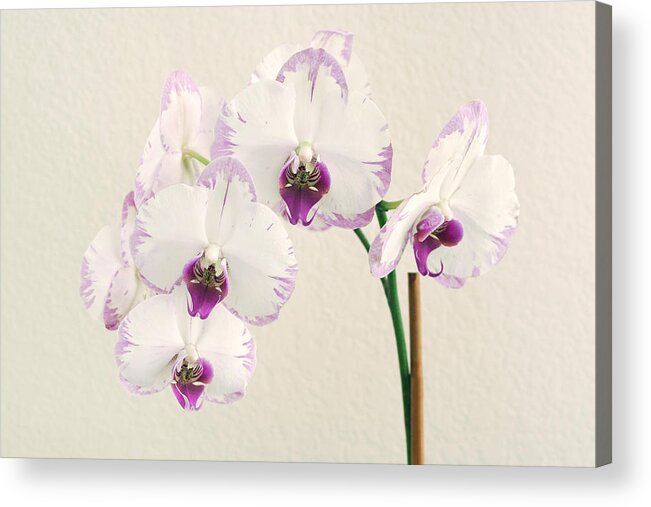 Flower Acrylic Print featuring the photograph Orchid #1 by Masha Batkova