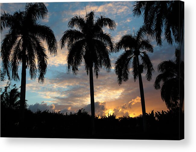 Caribbean Acrylic Print featuring the photograph Palm Tree Silhouette #1 by Karen Lee Ensley