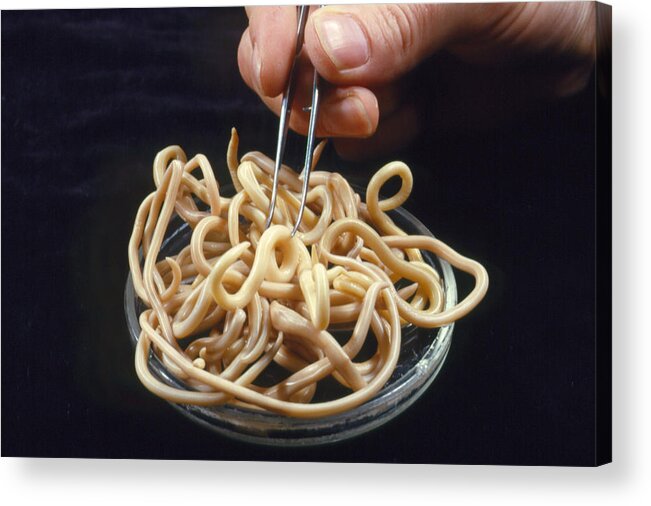 Ascaris Lumbricoides Acrylic Print featuring the photograph Parasitic Nematode Worms #1 by Sinclair Stammers