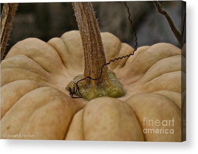  Acrylic Print featuring the photograph Pumpkin Top #1 by Susan Herber