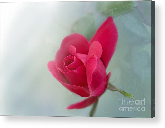 Rose Acrylic Print featuring the photograph Red Rose #1 by Betty LaRue