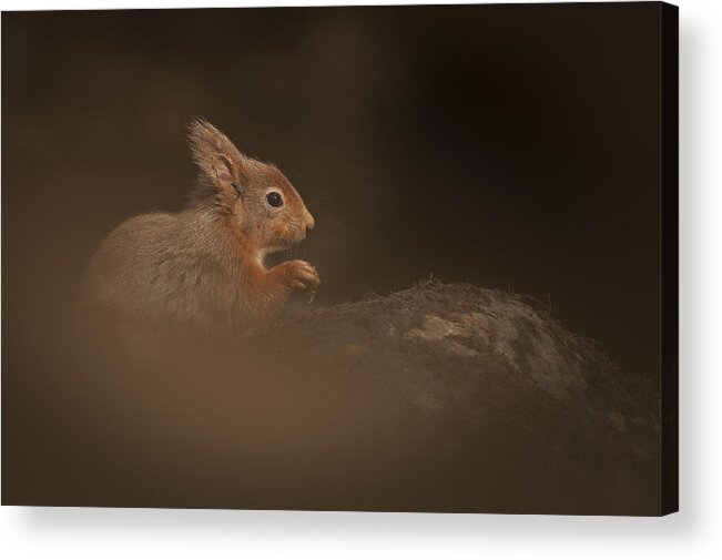 Red Squirrel Acrylic Print featuring the photograph Red Squirrel #1 by Andy Astbury
