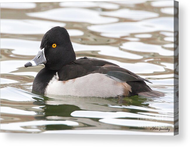 Ring Necked Ducks Acrylic Print featuring the photograph Ring Necked Duck #1 by Steve Javorsky