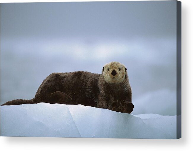 Mp Acrylic Print featuring the photograph Sea Otter Enhydra Lutris Male Hauled #1 by Suzi Eszterhas