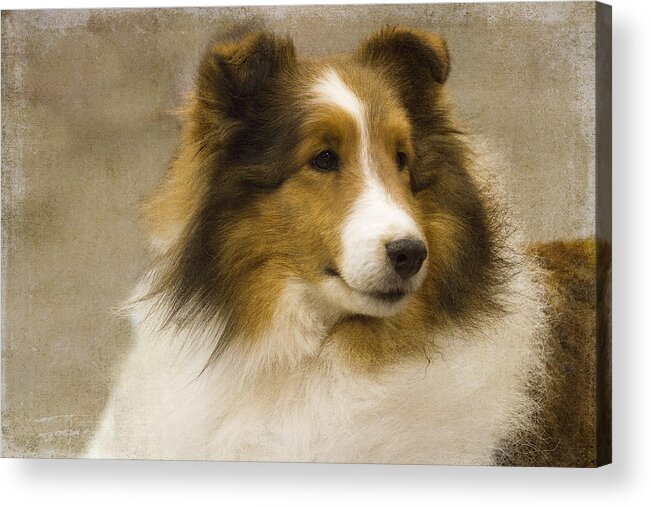 Sheltie Acrylic Print featuring the photograph Sheltie #1 by Rebecca Cozart