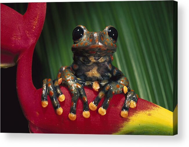 Mp Acrylic Print featuring the photograph Strawberry Tree Frog Hyla Pantosticta by Pete Oxford