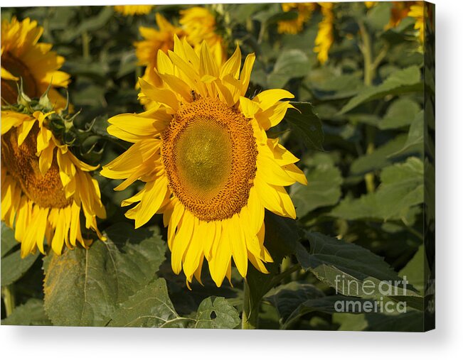 Sun Flower Acrylic Print featuring the photograph Sun Flower #1 by William Norton
