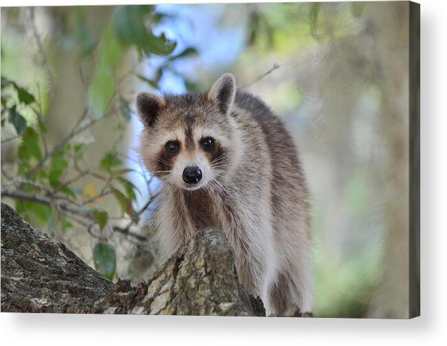 Raccoon Acrylic Print featuring the photograph The Looker #1 by Kathy Gibbons