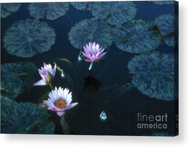 Water Lily Pink Green Color Delicacy Freshness Impressionism Acrylic Print featuring the photograph Water Lilies 1 #1 by Vilas Malankar