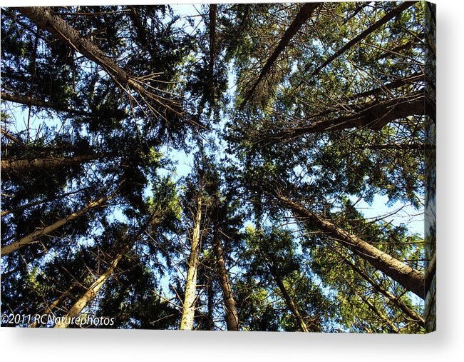 Pine Forest Acrylic Print featuring the photograph Whispering Pines #1 by Rachel Cohen