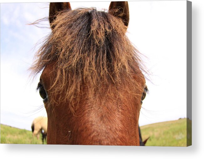 wild Mustang Acrylic Print featuring the photograph Wild Mustang #1 by Kate Purdy