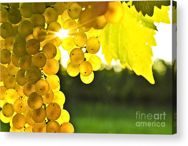 Grape Acrylic Print featuring the photograph Yellow grapes in low sun by Elena Elisseeva