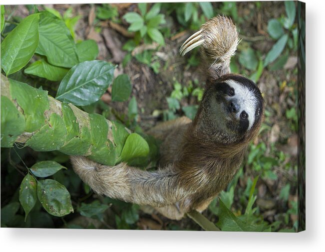 Mp Acrylic Print featuring the photograph Brown-throated Three-toed Sloth by Suzi Eszterhas