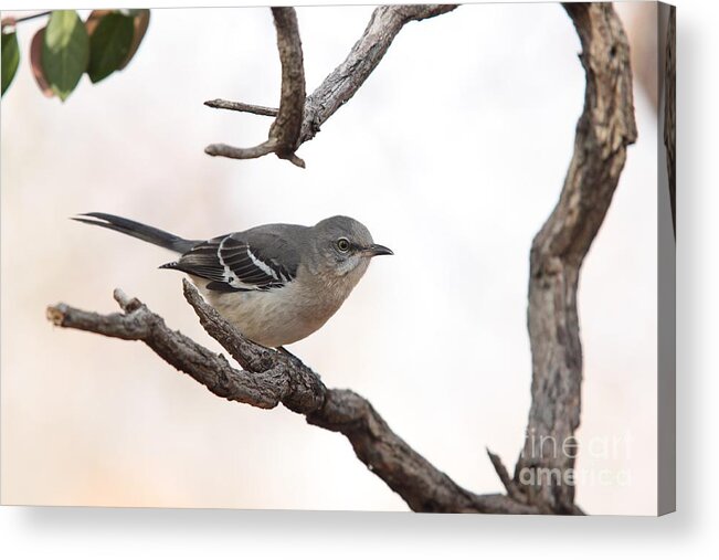 Nature Acrylic Print featuring the photograph Northern Mockingbird #10 by Jack R Brock