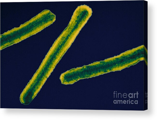 Filovirus Acrylic Print featuring the photograph Marburg Virus, Tem #11 by Science Source