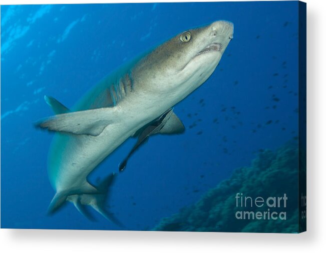 Kimbe Bay Acrylic Print featuring the photograph Whitetip Reef Shark, Kimbe Bay, Papua #11 by Steve Jones
