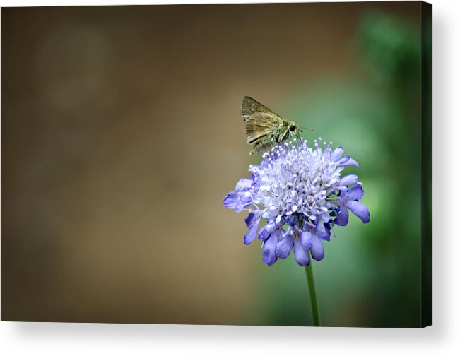 Skipper Moth Acrylic Print featuring the photograph 1205-8785 Skipper on a Butterfly Blue Pincushion Flower by Randy Forrester