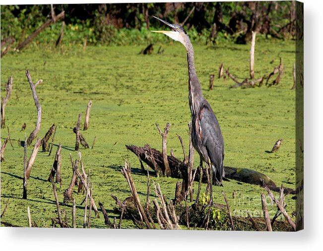 Nature Acrylic Print featuring the photograph Great Blue Heron #174 by Jack R Brock