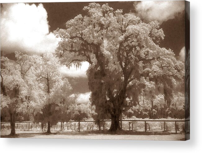 Landscape Acrylic Print featuring the photograph Dripping Tree by Jean Wolfrum