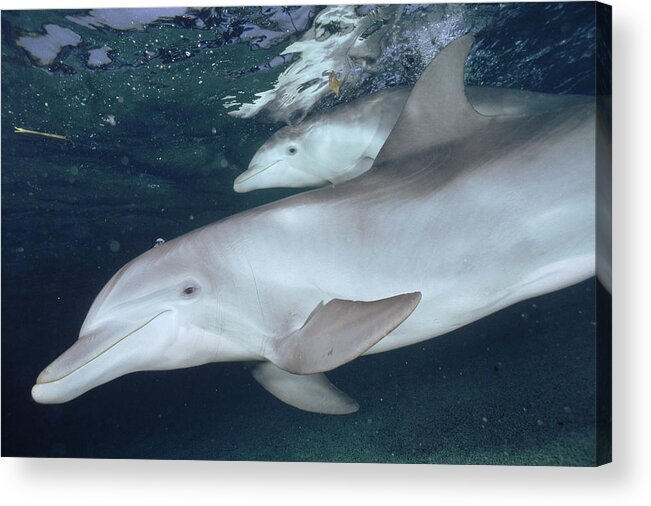00087640 Acrylic Print featuring the photograph Bottlenose Dolphin Underwater Pair #2 by Flip Nicklin