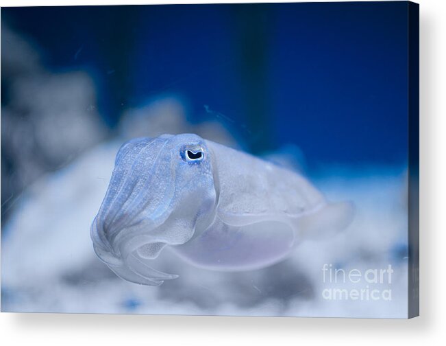 Aquarium Acrylic Print featuring the digital art Cuttlefish #2 by Carol Ailles
