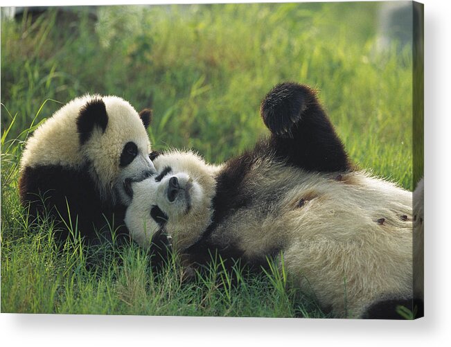 Mp Acrylic Print featuring the photograph Giant Panda Ailuropoda Melanoleuca #2 by Cyril Ruoso