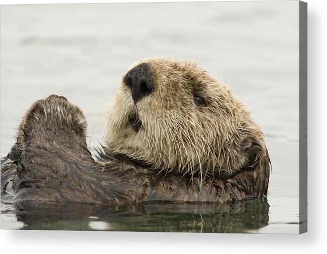 00429872 Acrylic Print featuring the photograph Sea Otter Elkhorn Slough Monterey Bay #2 by Sebastian Kennerknecht