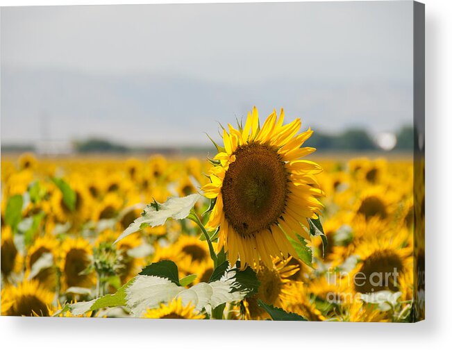 California Acrylic Print featuring the digital art Sunflowers #2 by Carol Ailles