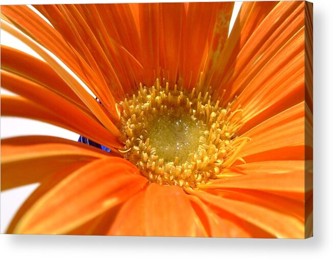 Gerbera Photographs Acrylic Print featuring the photograph 2106zc-002 by Kimberlie Gerner Wells