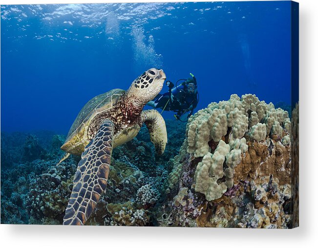 Animal Acrylic Print featuring the photograph Green Sea Turtle #23 by Dave Fleetham - Printscapes