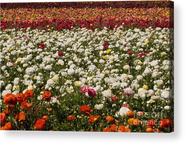 Flowers Acrylic Print featuring the photograph Flower Fields #28 by Daniel Knighton