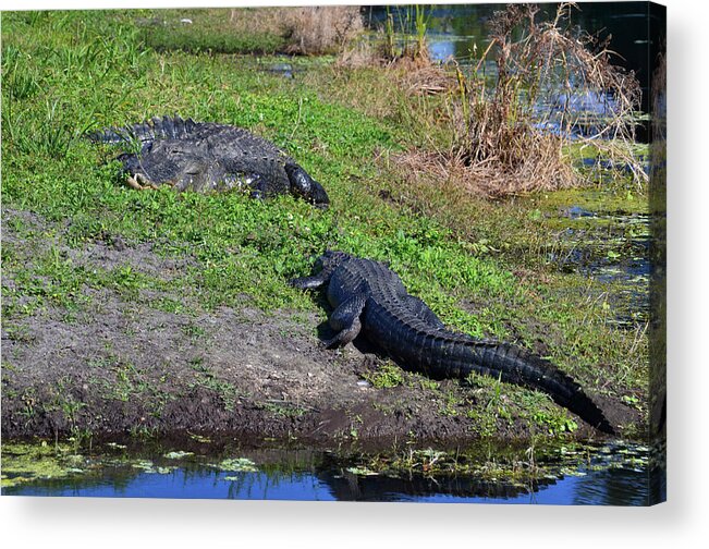 Grassy Waters Preserve Acrylic Print featuring the photograph 29- Snaggletooth and Friend by Joseph Keane