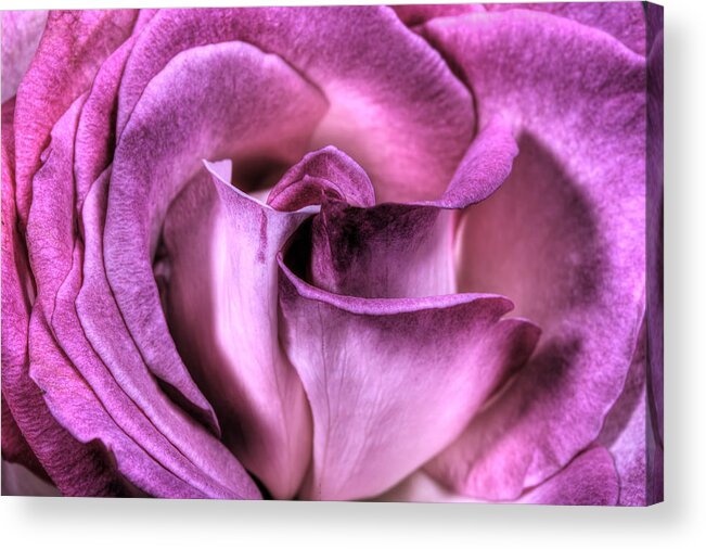 Rose Acrylic Print featuring the photograph Antique Rose by Perla Copernik