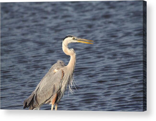  Acrylic Print featuring the photograph Blue Heron #3 by Jeanne Andrews