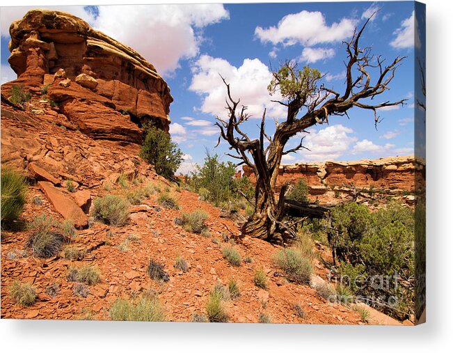 Utah Landscape Acrylic Print featuring the photograph Canyonlands Needles District #3 by Adam Jewell