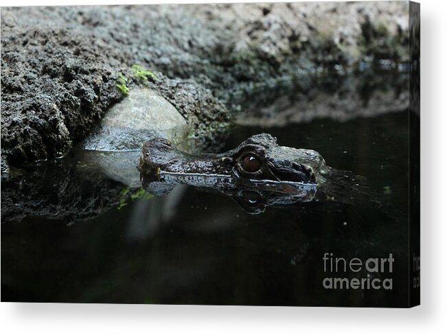Nature Acrylic Print featuring the photograph Culvers Dwarf Caiman #3 by Jack R Brock